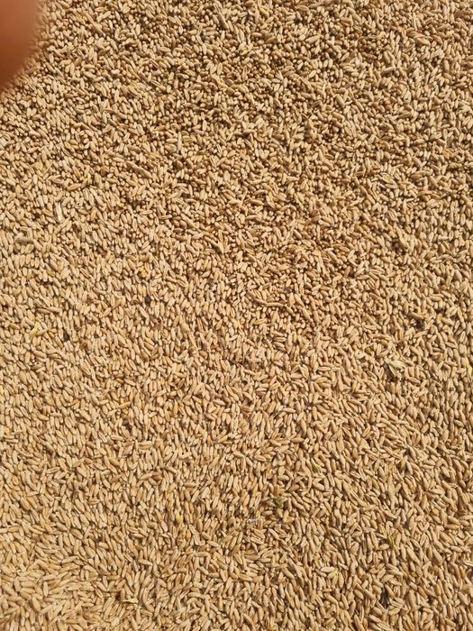 Vând  grâu 40 lei sacul  aduc si la domiciliu