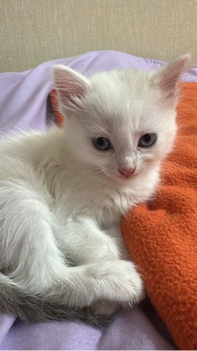 Кошечка белая с голубыми глазами