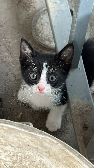 Котёнок от мамы крысыловки