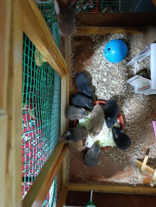 Хамяк сотилади Она бола