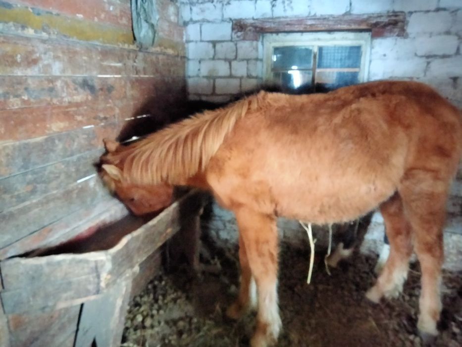 Продам жабагы еркек, мальчики..