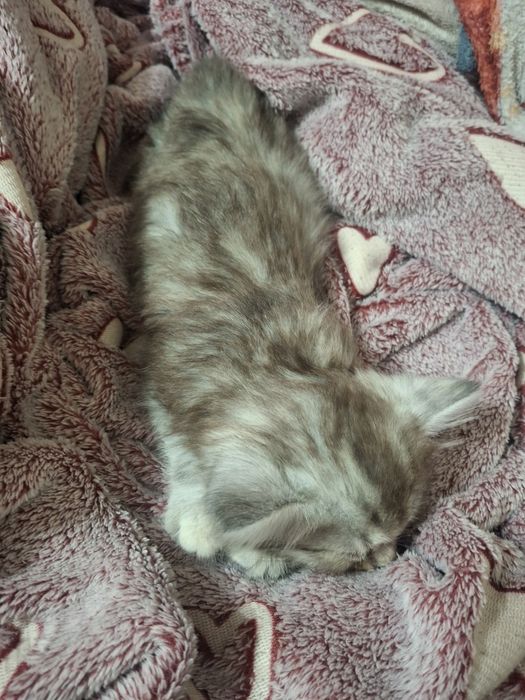 Отдам в добрые руки котят.
