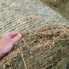 Lucerna ecologica