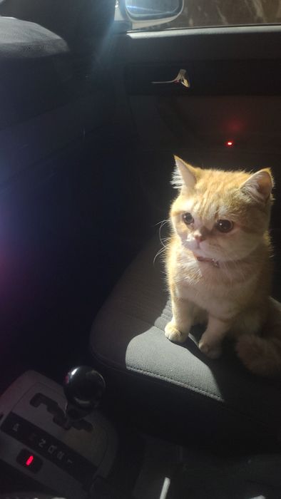 Bязка bepul juftlashtirishga Garfilddi kopiyasi