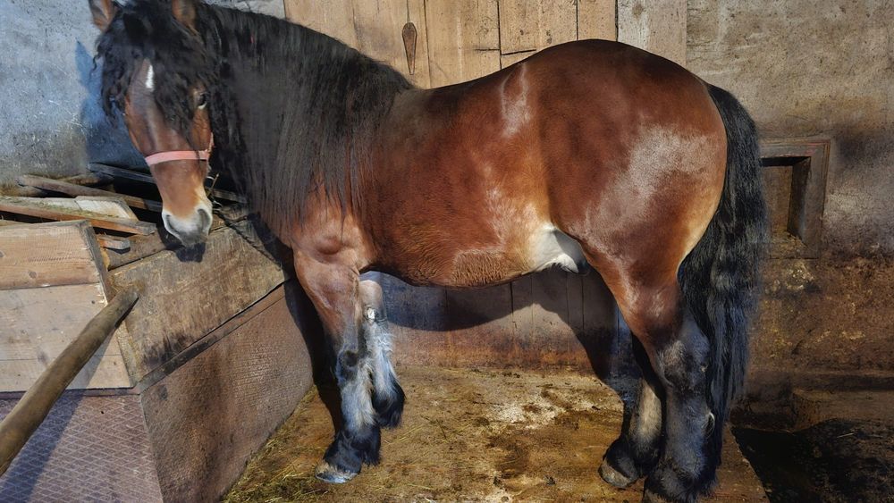 Vând cal vârstă 3 ani