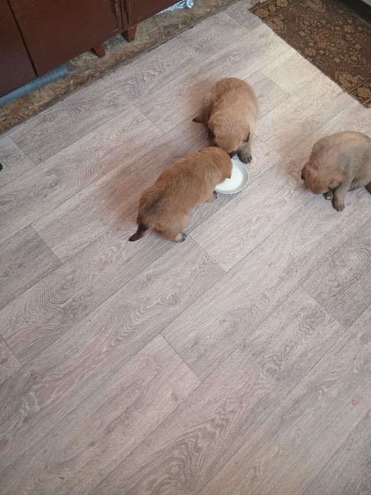 Щенята в добрые руки