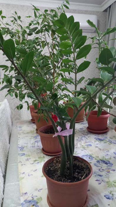 Срочно продам домашние цветы