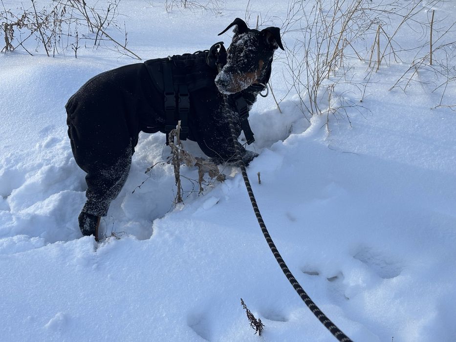 Продам добермана