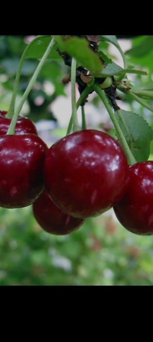 Продам вишню садовую