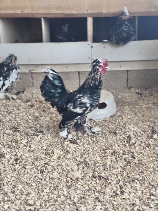 Yapon xorozla sotiladi