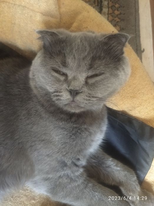 Британская кошка