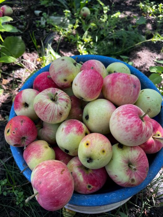 Продам Дом Бестобе напротив 101/Wildberries