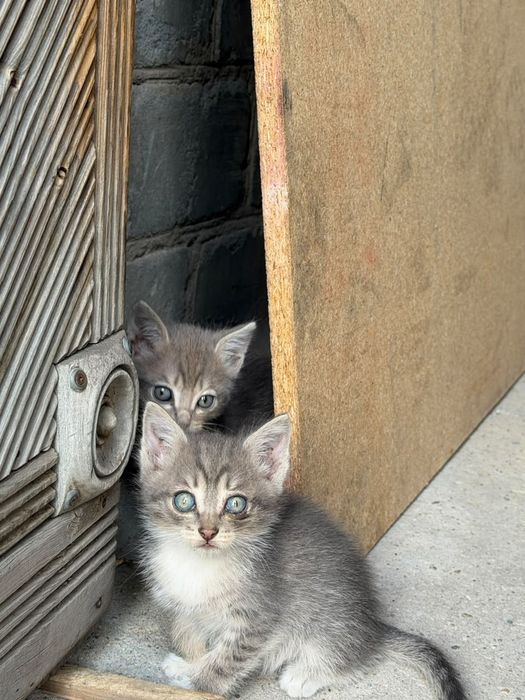 Отдам котят, все девочки