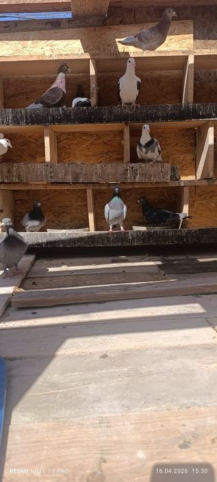 Vand porumbei 15 lei