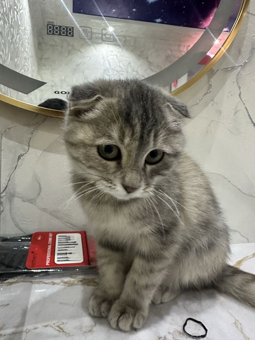 Кошка скоттиш фолд