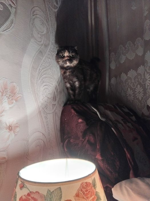 Шотландска клепоуха