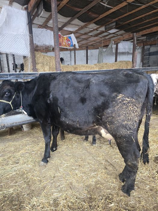 Бұзаулы сиыр сатылады