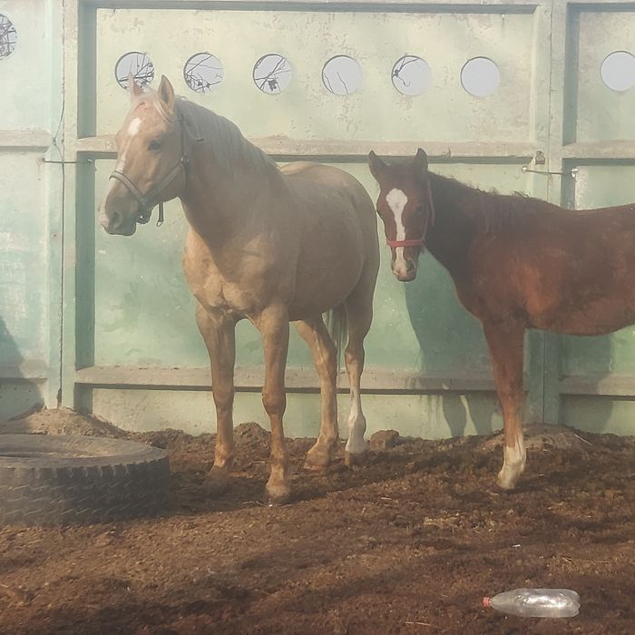 Аиғыр 5жаста полкров