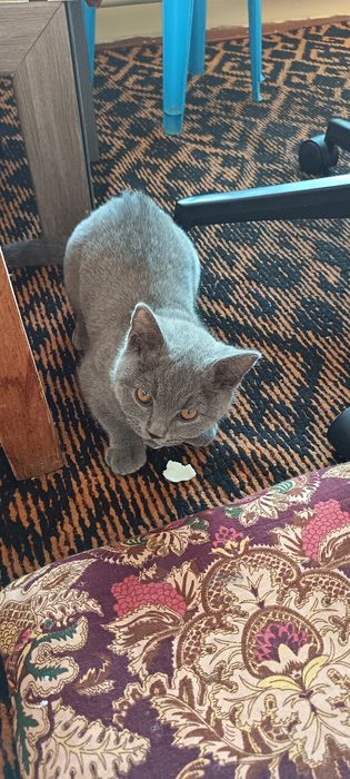 Mushuk sotiladi.  Британская короткошерстная parodasi