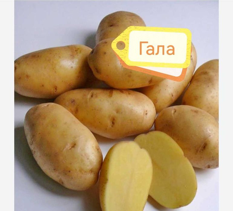 Картофель семенной 5 сортов