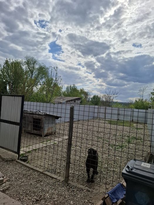 Vând casă pe strada Alexandru Ioan Cuza nr.266