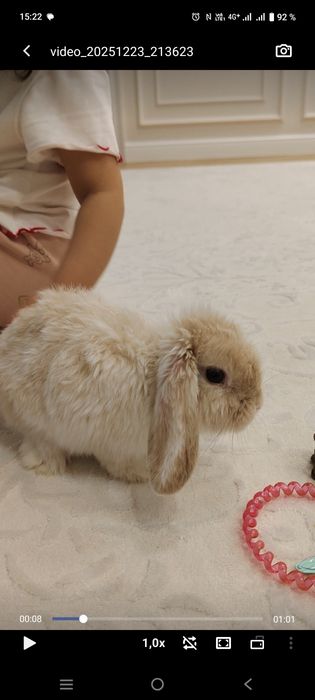 Продам декоративный кролик.