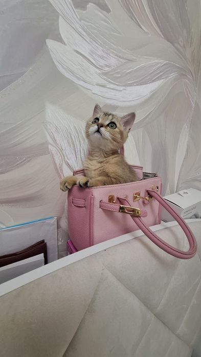 Чистокровные девочка от правильной вязки