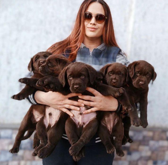 Щеночки Лабрадора!