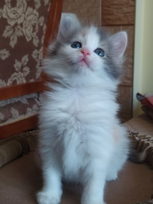 Сибирские котята