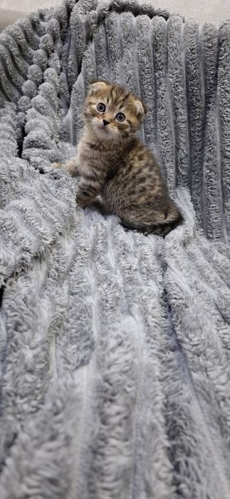 Скоттиш фолд котята шотландские