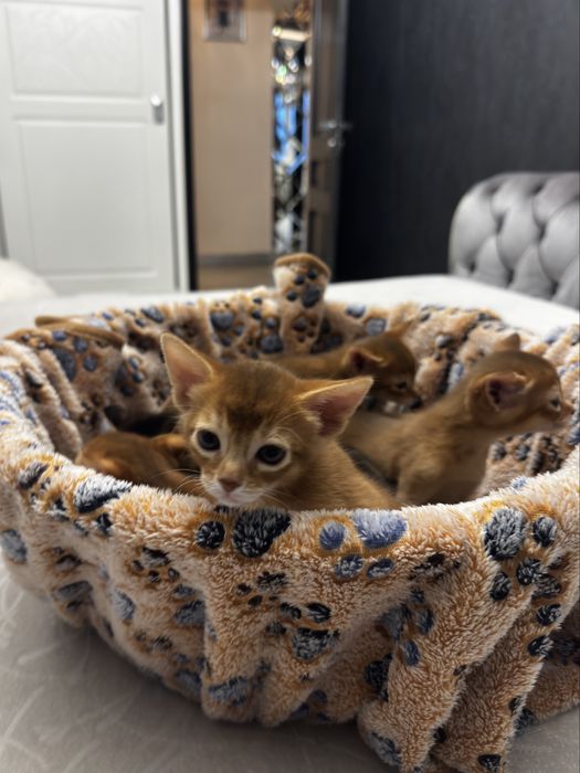 Абиссинские котята