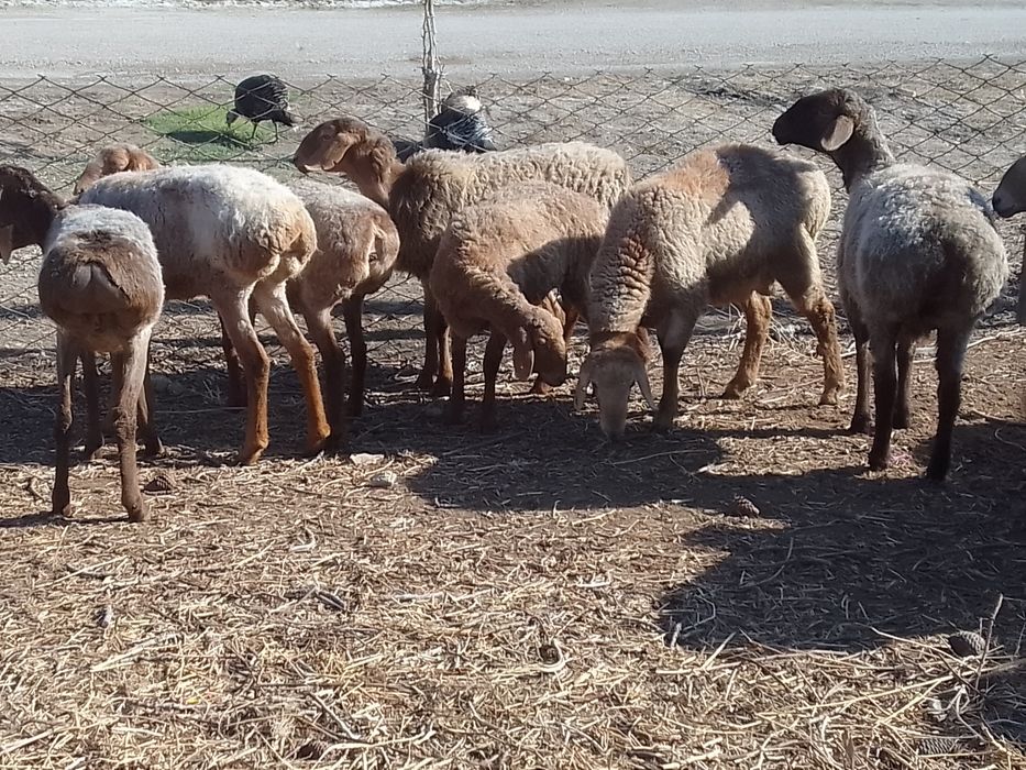 Киргиз мода арашан куйлари