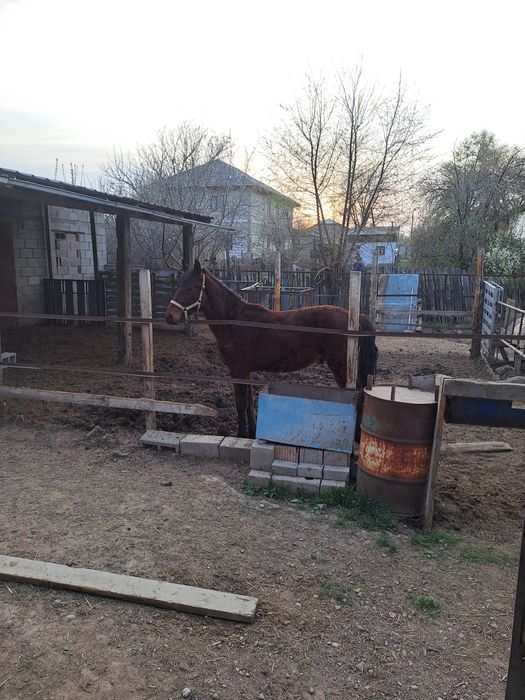 Тай сатам , продам тайчик