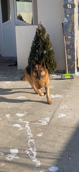 Ciobanesc german (Mascul)