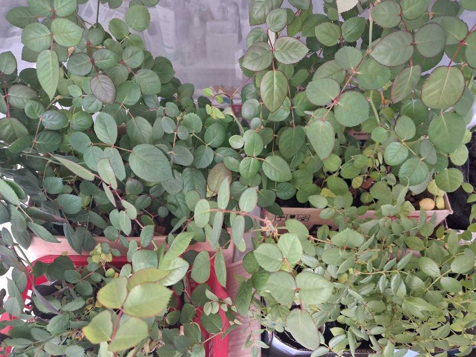 Розы саженцы молодые