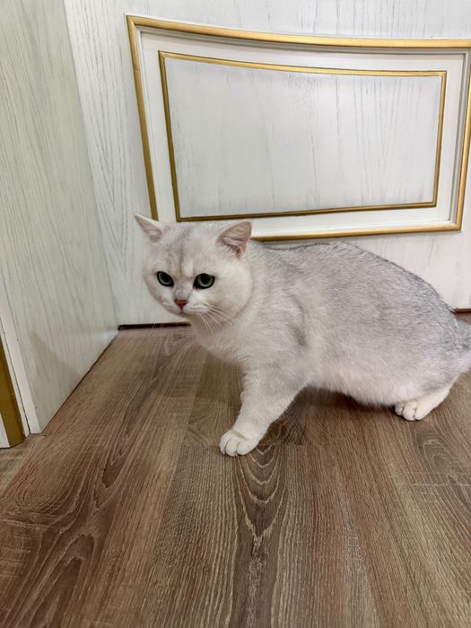 Вязка Британский котов с Родословной,Золотой,Серебристый,Лиловый