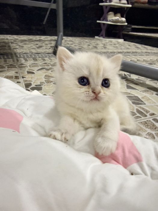 На продаже котята