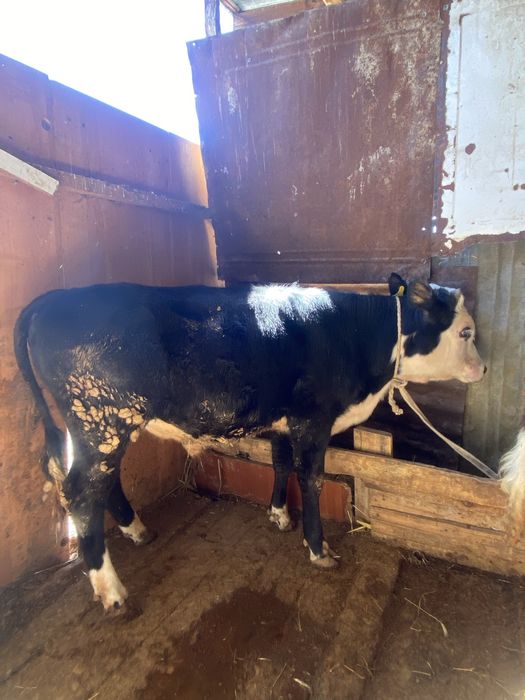 Два быка одна телка