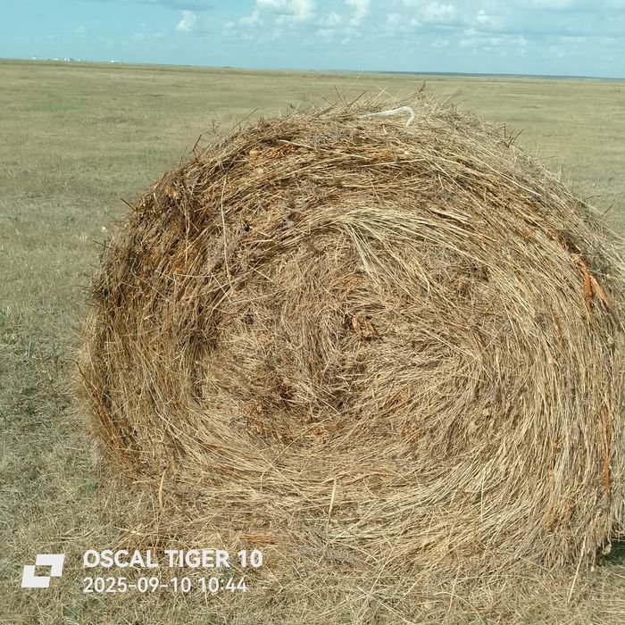 Сено  разнотравье