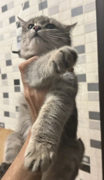 Котенок, мальчик