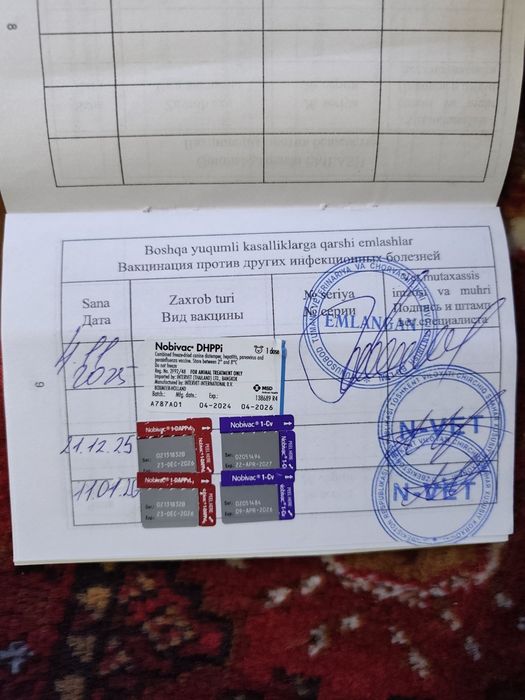 Срочно продаётся Питбуль