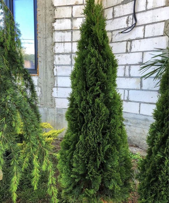 Tuia smaralgd  super pret , super calitate !