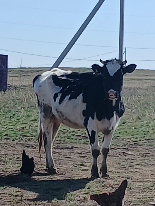 Продается корова