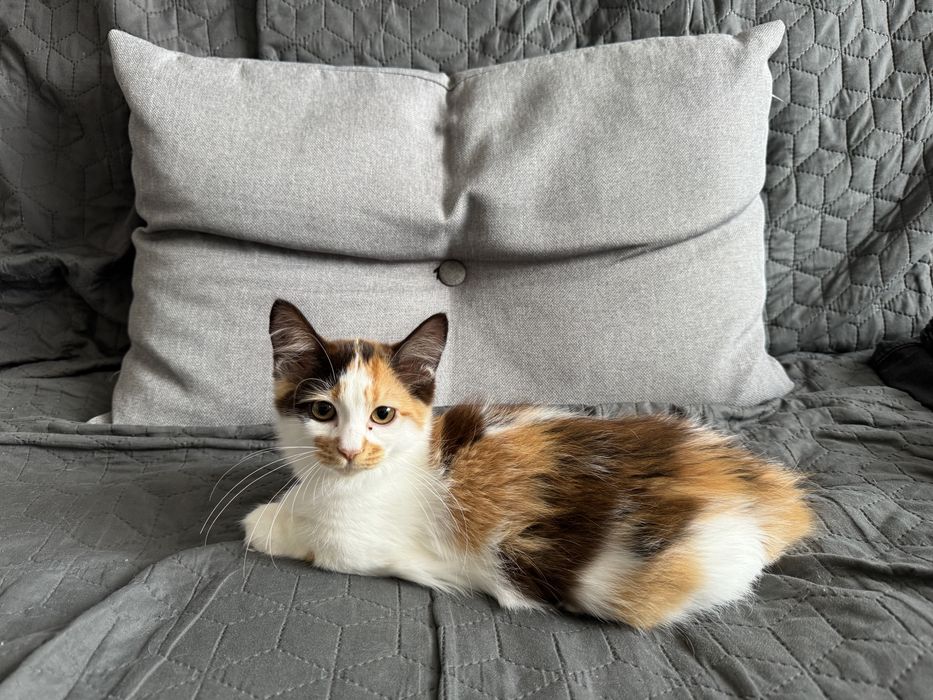 Pisica Munchkin cu pedigree, femela.