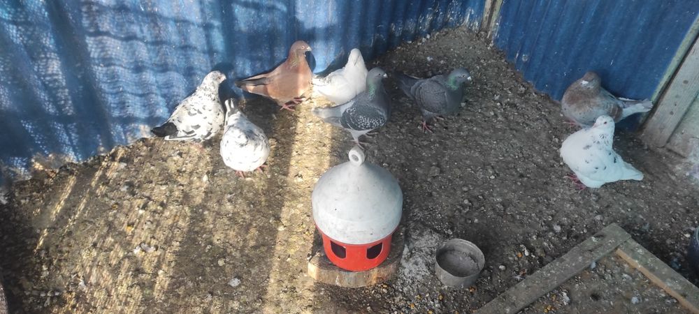 Vand porumbei standard