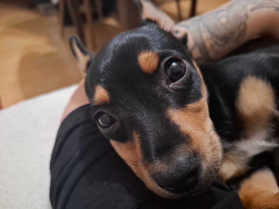 Подарявам Кученце