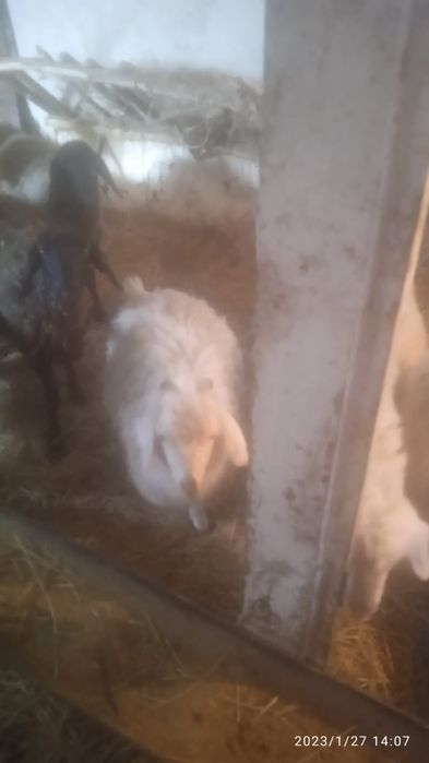 Продам молодые барашки козы