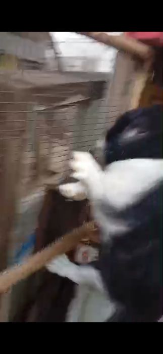 Прадам кральчиху