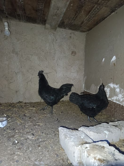 Uxeyul sotiladi zoʻr