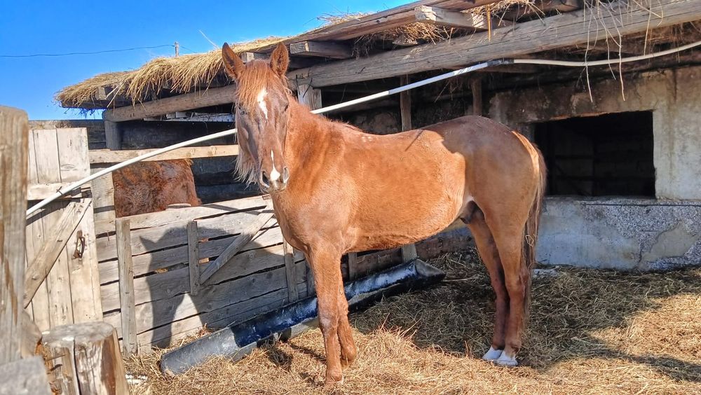 Бес жасар айғыр сатылады